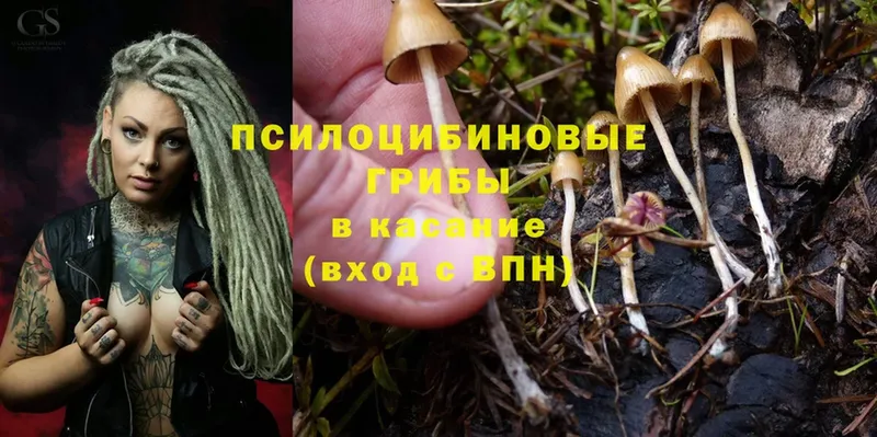 Псилоцибиновые грибы MAGIC MUSHROOMS  Гатчина 