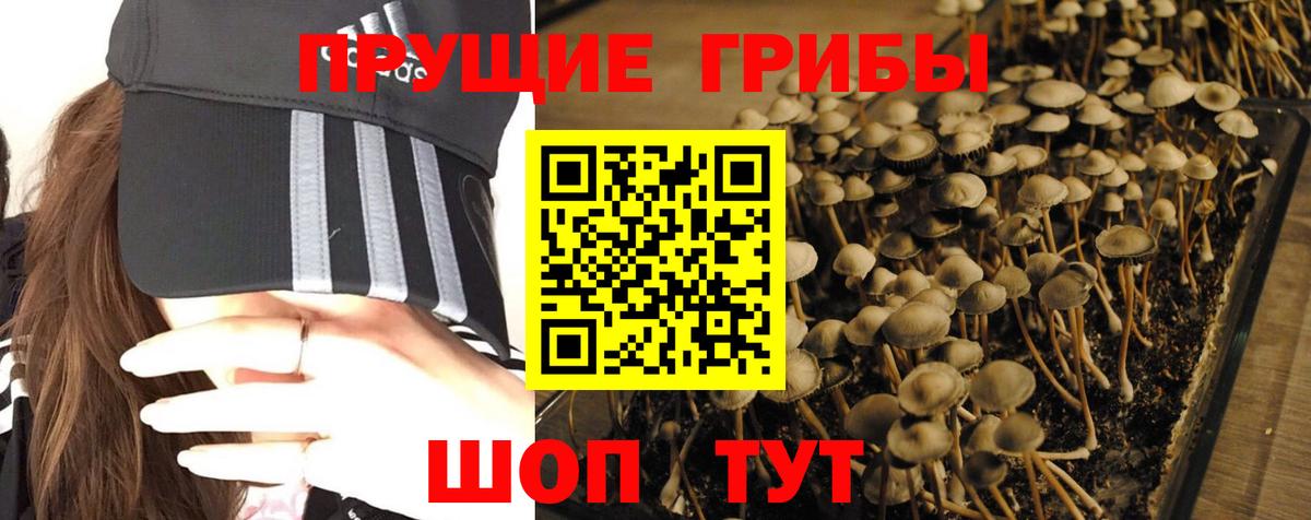 Псилоцибиновые грибы мицелий Гатчина